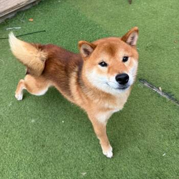 Bruce Wayne 7897 -  Shiba Inu Dog for Adoption in Loxahatchee Groves, Florida - Bruce Wayne 7897 | PetCurious