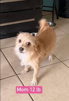 Honey -  Terrier and Chihuahua Dog for Adoption in Gainesville, Virginia - Honey | PetCurious