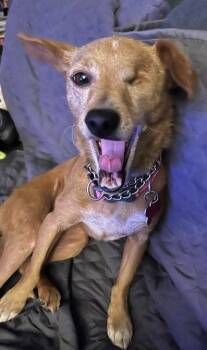 Chihuahua Dogs Available for Adoption in San Diego, California - Chispita | PetCurious