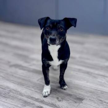 Chihuahua and Dachshund Dogs Available for Adoption in Green Bay, Wisconsin - Katie B | PetCurious