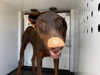 CAMI -  Doberman Pinscher Dog for Adoption in Riverside, California - CAMI | PetCurious