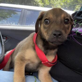 Pimento Cheese 8479 -  Mixed Breed Dog for Adoption in Springboro, Ohio - Pimento Cheese 8479 | PetCurious