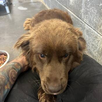 Smokey -  Cattle Dog and Chow Chow Dog for Adoption in Franklin, North Carolina - Smokey | PetCurious