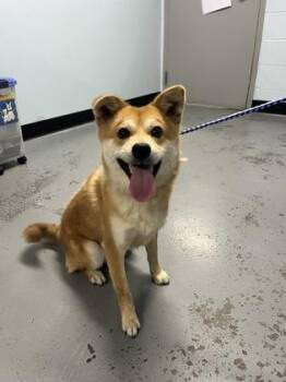 Shiba Inu and Chihuahua Dogs Available for Adoption in Sacramento, California - Hermes | PetCurious