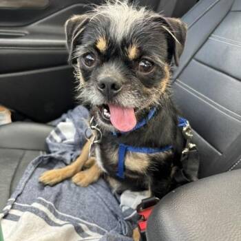 Pug and Brussels Griffon Dogs Available for Adoption in Marina Del Rey, California - Griffin | PetCurious