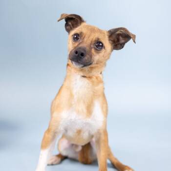 Chihuahua Dogs Available for Adoption in Portland, Oregon - Dreamy | PetCurious