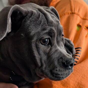 Chica -  Mixed Breed Dog Available for Adoption in Fairport, New York - Chica | PetCurious
