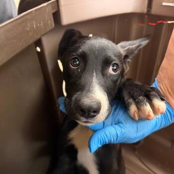 Kirk -  Shepherd and Mixed Breed Dog for Adoption in Birmingham, Alabama - Kirk | PetCurious