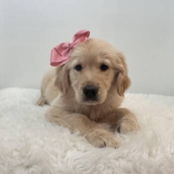 Golden Retriever Dogs Available for Adoption in Wrightstown, New Jersey - Blanche | PetCurious
