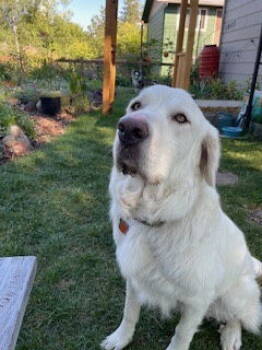 Rescue Great Pyrenees Dogs for Adoption in Polson, Montana - Leo | PetCurious