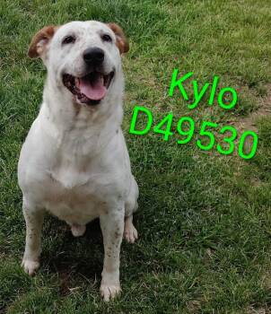 Kylo -  Catahoula Leopard Dog Dog Available for Adoption in Clarksville, Tennessee - Kylo | PetCurious