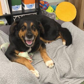 Gaddie -  Shepherd Dog for Adoption in Seneca, Pennsylvania - Gaddie | PetCurious