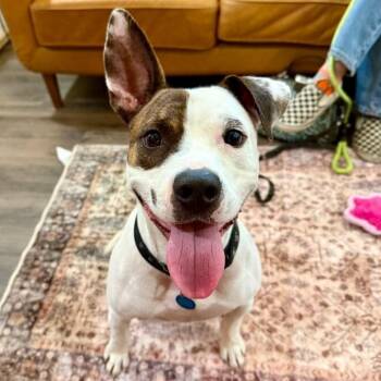 Diesel Donut the Happiest Wiggle Butt Around -  Pit Bull Terrier and Labrador Retriever Dog for Adoption in Friendswood, Texas - Diesel Donut The Happiest Wiggle Butt Around | PetCurious