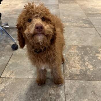 Standard Poodle Dogs Available for Adoption in Park City, Utah - Bruno | PetCurious