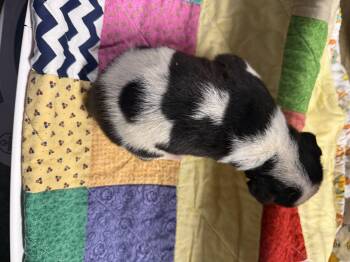 Rescue Pit Bull Terrier and Husky Dogs for Adoption in Erin, Tennessee - Phillis | PetCurious