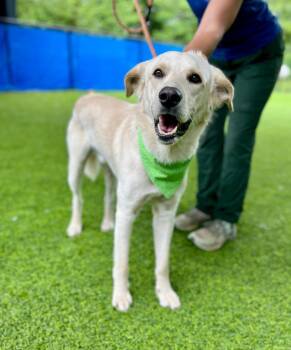 Flash -  Golden Retriever and Mixed Breed Dog for Adoption in Ellijay, Georgia - Flash | PetCurious