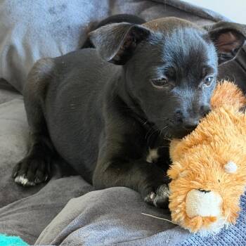 French Bulldog and Terrier Dogs Available for Adoption - Poppy Blossom | PetCurious