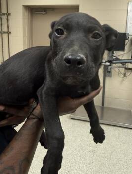 Pit Bull Terrier and Mixed Breed Dogs Available for Adoption - A425556 | PetCurious