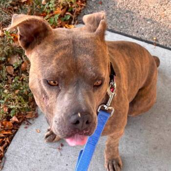Miss Prickle Pants--In Foster -  Pit Bull Terrier Dog for Adoption in Fargo, North Dakota - Miss Prickle Pants--In Foster | PetCurious