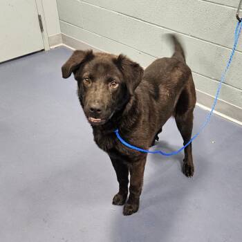 Black Labrador Retriever Dogs Available for Adoption in Greensboro, North Carolina - THELMA | PetCurious