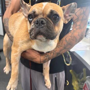 LVH-Stray-13744 -  Mixed Breed Dog for Adoption in Allentown, Pennsylvania - LVH-Stray-13744 | PetCurious