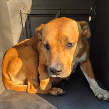Macy -  Terrier Dog for Adoption in Montgomery, Alabama - Macy | PetCurious