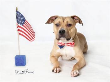 Boxer and Mixed Breed Dogs Available for Adoption in Omaha, Nebraska - CARMELLO | PetCurious