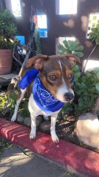 Chihuahua and Terrier Dogs Available for Adoption - Mailo | PetCurious