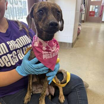 Kanga -  Terrier and Mixed Breed Dog for Adoption in San Antonio, Texas - Kanga | PetCurious
