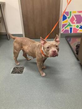 LAYLA -  Pit Bull Terrier and Mixed Breed Dog for Adoption in Baytown, Texas - LAYLA | PetCurious