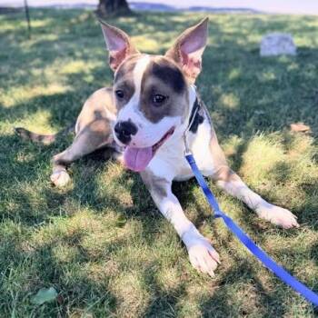 Oren -  Mixed Breed Dog for Adoption in New York, New York - Oren | PetCurious