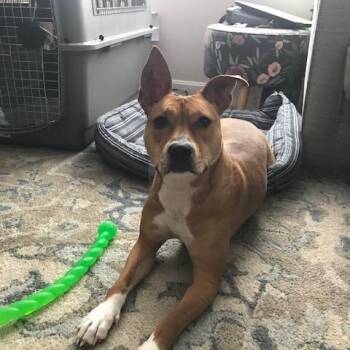 Charlie -  Mixed Breed Dog for Adoption in Chesapeake Beach, Maryland - Charlie | PetCurious