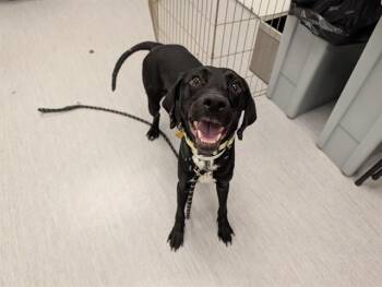 ASHER -  Pointer and Mixed Breed Dog for Adoption in Colorado Springs, Colorado - ASHER | PetCurious