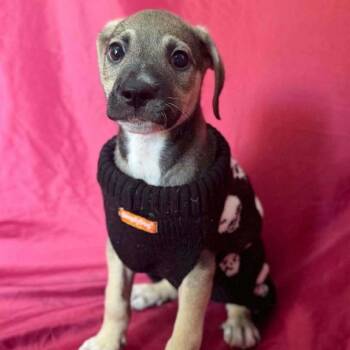 Alp -  Chihuahua and Mixed Breed Dog for Adoption in Washington, District Of Columbia - Alp | PetCurious