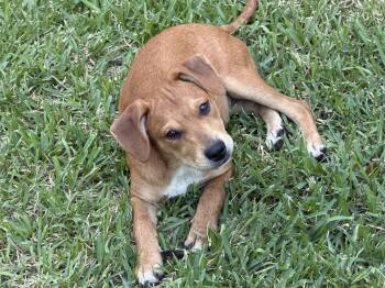 Kida -  Labrador Retriever Dog for Adoption in San Antonio, Texas - Kida | PetCurious