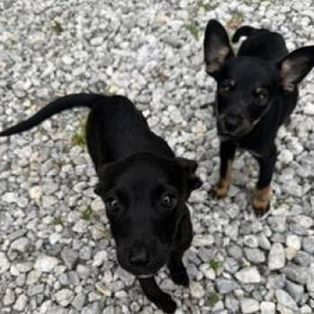 Gretel -  Mixed Breed Dog for Adoption in Tulsa, Oklahoma - Gretel | PetCurious