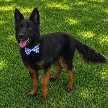 WRATH GS -  German Shepherd Dog Dog for Adoption in Lucas, Texas - WRATH GS | PetCurious
