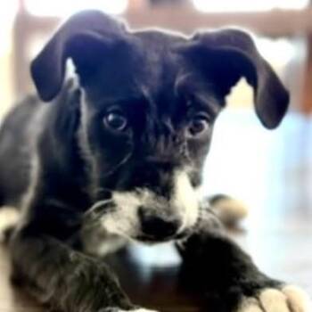 Leyla -  Mixed Breed Dog for Adoption in Chino Valley, Arizona - Leyla | PetCurious