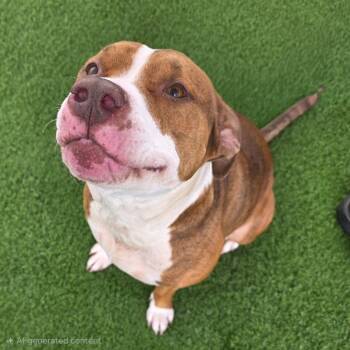 Rescue Mixed Breed Dogs for Adoption in Bristol, Indiana - Hattie | PetCurious