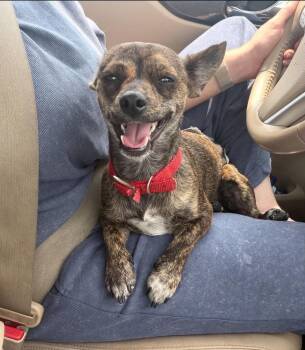 Shy -  Chihuahua and Terrier Dog for Adoption in Boulder, Colorado - Shy | PetCurious