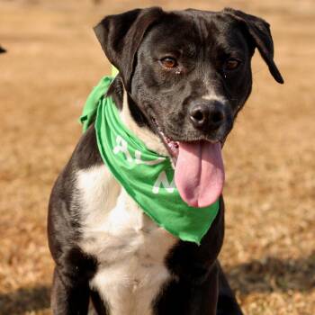 Rescue Mixed Breed Dogs for Adoption in Milan, Pennsylvania - Jule | PetCurious