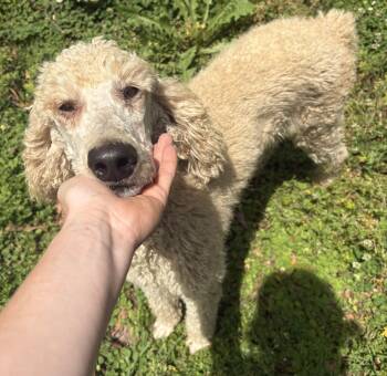 Standard Poodle Dogs Available for Adoption in Fosters, Alabama - POLO | PetCurious