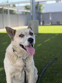 Candy -  Shepherd and Mixed Breed Dog for Adoption in Fresno, California - Candy | PetCurious