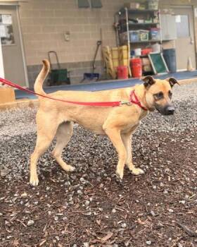 Sourdough -  Mixed Breed Dog for Adoption in Fairfax, Virginia - Sourdough | PetCurious