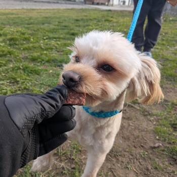 Maltese and Mixed Breed Dogs Available for Adoption - Prince | PetCurious