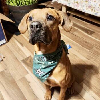Rescue Rhodesian Ridgeback Dogs for Adoption in Houston, Texas - Bucee | PetCurious