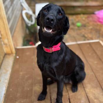 Joyful Noise -  Black Labrador Retriever and Mixed Breed Dog for Adoption in Fredericksburg, Virginia - Joyful Noise | PetCurious