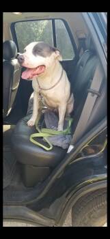 Rescue Pit Bull Terrier Dogs for Adoption in Yukon, Oklahoma - Buddy | PetCurious