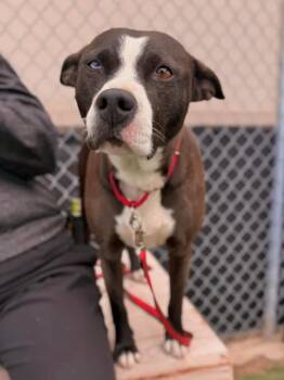 Pit Bull Terrier Dogs Available for Adoption in Fruit Heights, Utah - Gretel | PetCurious