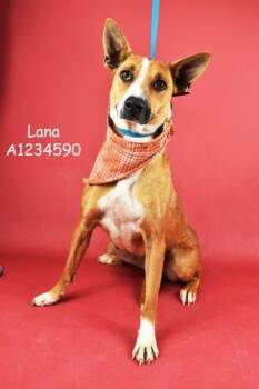 Rescue Pit Bull Terrier Dogs for Adoption in Thousand Oaks, California - Lana - LONGTIME RESIDENT! | PetCurious
